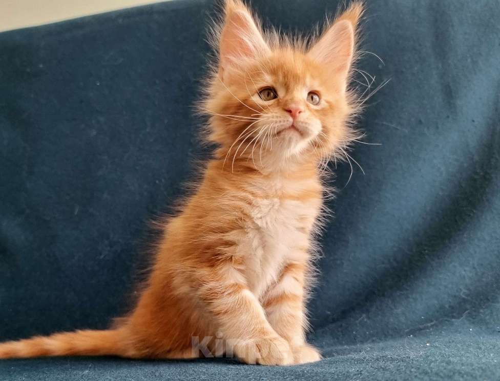 Кошки в Санкт-Петербурге: котенок Мальчик, Бесплатно - фото 2