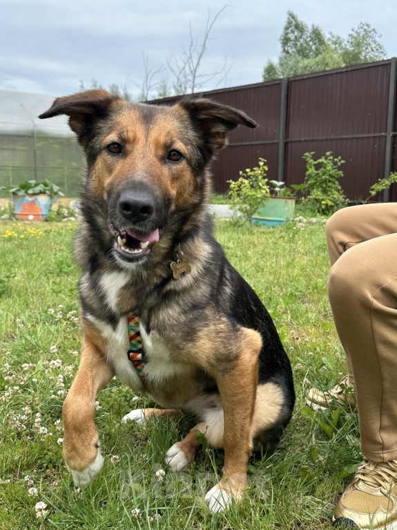 Собаки в Москве: Фиби - собака мечты Девочка, Бесплатно - фото 10