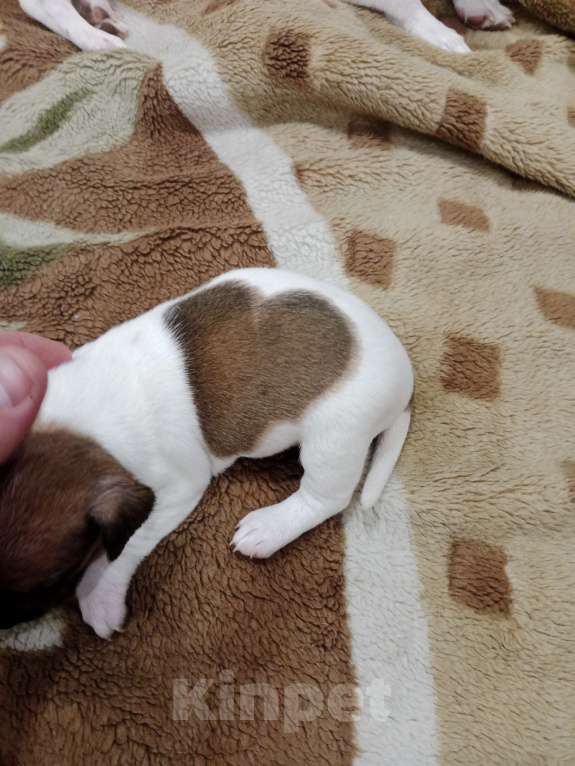 Собаки в Тольятти: Джек Рассел терьер  Мальчик, 20 000 руб. - фото 4