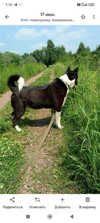 Собаки в Новокузнецке: Лайка Боря ищет хозяина  Мальчик, 1 000 руб. - фото 2