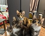 Кошки в Ростове-на-Дону: Котята Мальчик, 25 000 руб. - фото 5
