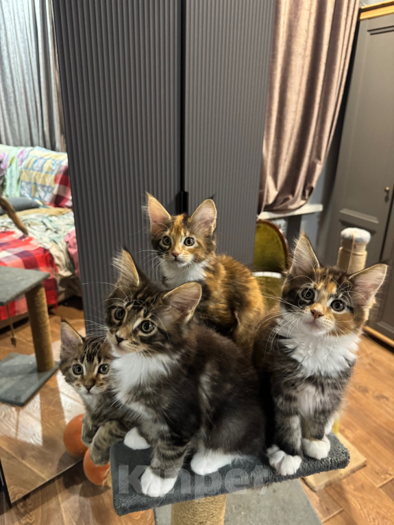 Кошки в Ростове-на-Дону: Котята Мальчик, 25 000 руб. - фото 5