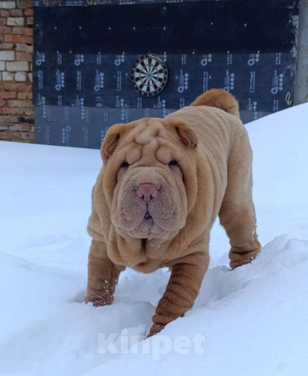 Собаки в других городах Калужской области: Щенок шарпея Девочка, 35 000 руб. - фото 4