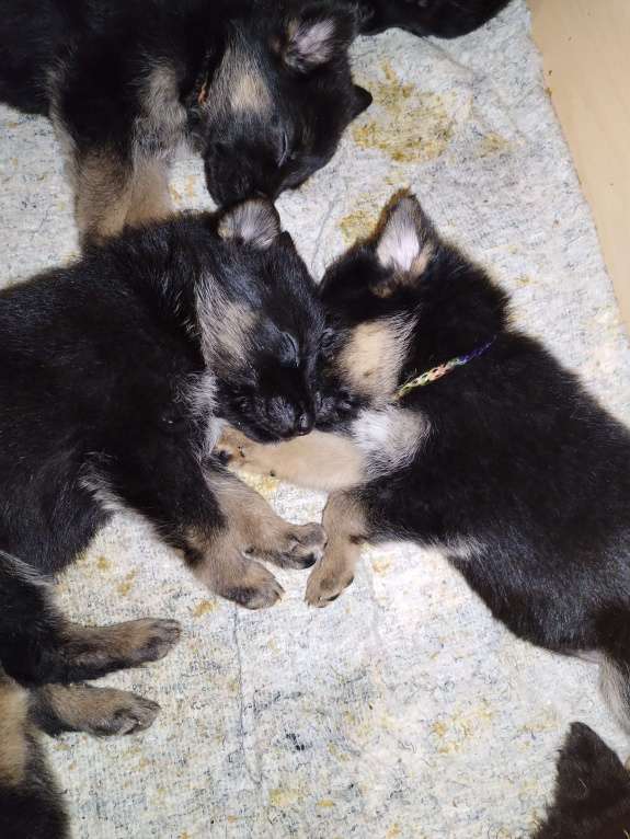 Собаки в других городах Калужской области: Щенок немецкой овчарки мальчик Мальчик, 40 000 руб. - фото 2