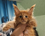 Кошки в Дмитрове: Котятки мейн-кун полидакт Мальчик, 40 000 руб. - фото 1