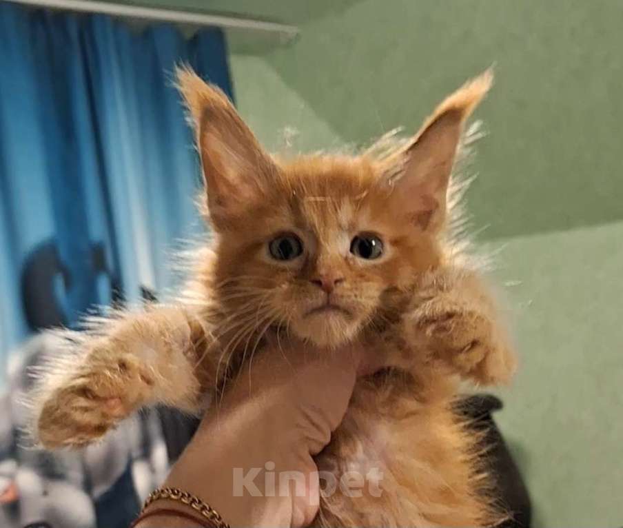 Кошки в Дмитрове: Котятки мейн-кун полидакт Мальчик, 40 000 руб. - фото 1
