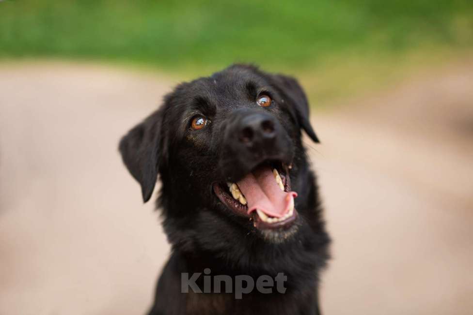 Собаки в Москве: Найт Мальчик, Бесплатно - фото 13