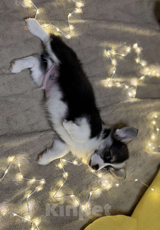 Собаки в Владивостоке: Щенок Вельш-корги Пемброк  Мальчик, 65 000 руб. - фото 4