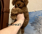 Собаки в Москве: Той- пудель девочки Девочка, 70 000 руб. - фото 5