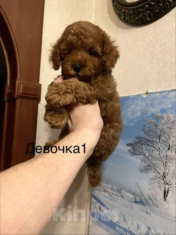 Собаки в Москве: Той- пудель девочки Девочка, 70 000 руб. - фото 5