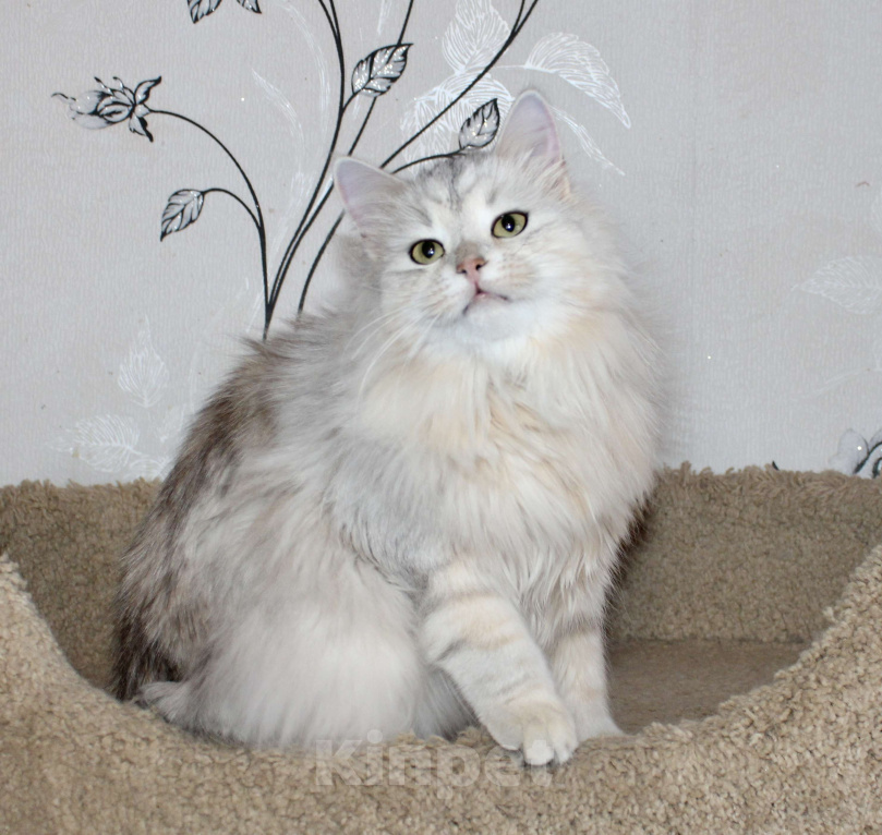 Кошки в Тюмени: Сибирский котёнок Девочка, 15 000 руб. - фото 4