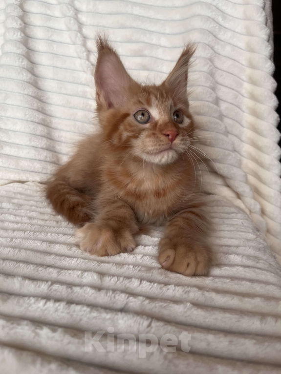 Кошки в Ярославле: Кот Мальчик, 45 000 руб. - фото 2