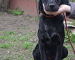 Собаки в Краснодаре: РОККИ СРОЧНО ИЩЕТ ДОМ Мальчик, Бесплатно - фото 1