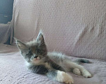 Кошки в Омске: Мейн кун котёнок Мальчик, Бесплатно - фото 1