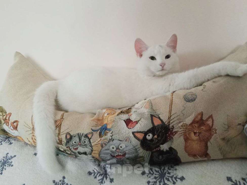 Кошки в Москве: Белый котёнок Бусинка в добрые руки  Девочка, Бесплатно - фото 4