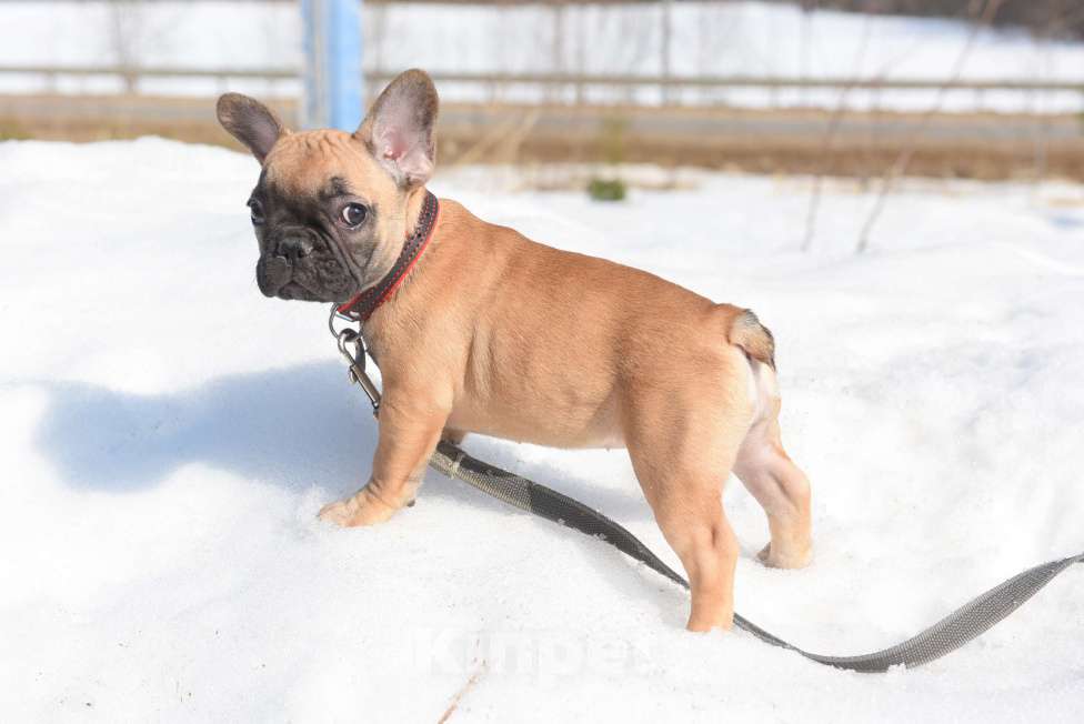 Собаки в Москве: Девочка палевая Девочка, 40 000 руб. - фото 5