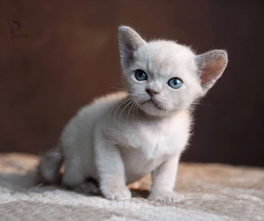 Кошки в Москве: Европейская Бурма лиловая Девочка Девочка, 100 000 руб. - фото 5