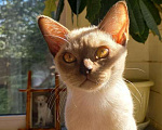 Кошки в Москве: Бурманские котята Девочка, 40 000 руб. - фото 2