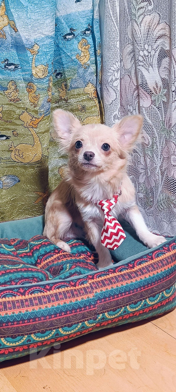 Собаки в Москве: Золотой парнишка Мальчик, 35 000 руб. - фото 6