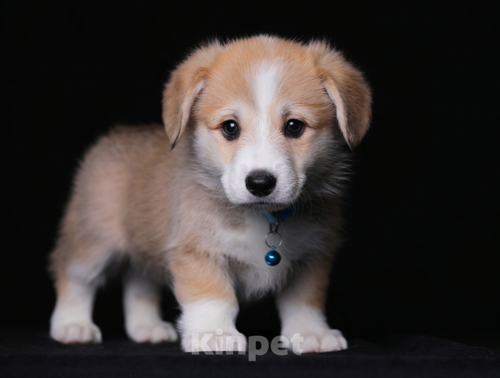 Собаки в Ярославле: Щенки вельш корги пемброк Разнополые, 55 000 руб. - фото 3