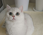 Кошки в Москве: Британский мальчик ш Нила серебро Мальчик, 60 000 руб. - фото 2