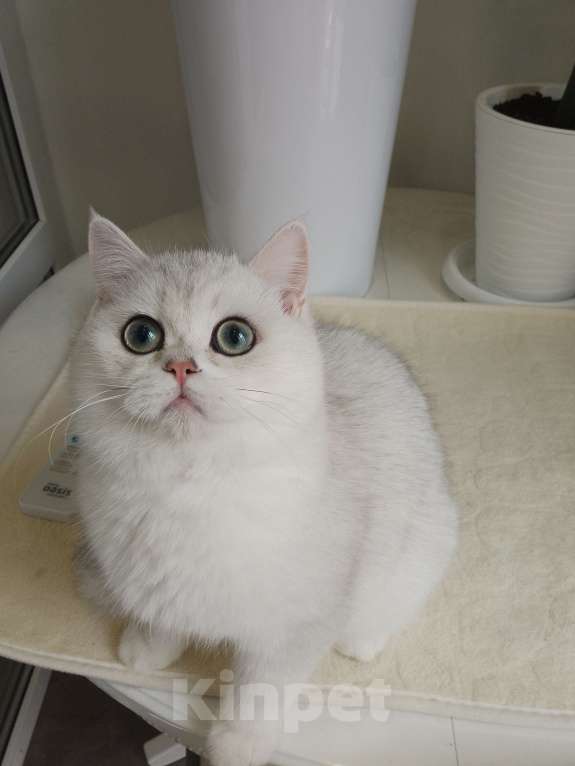 Кошки в Москве: Британский мальчик ш Нила серебро Мальчик, 60 000 руб. - фото 2