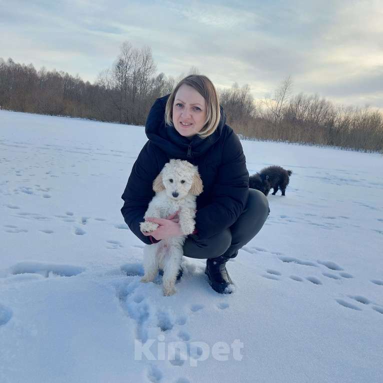 Собаки в Дзержинске: Пудель Мальчик, 30 000 руб. - фото 3