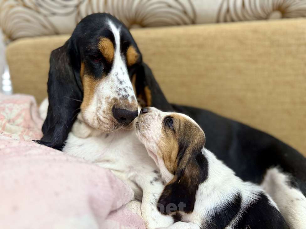 Собаки в Санкт-Петербурге: Бассет-хаунд щенки с родословной  Девочка, 45 000 руб. - фото 7