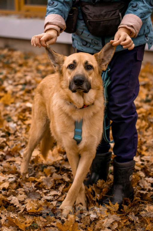 Собаки в Москве: Собака в добрые руки бесплатно Москва Мальчик, Бесплатно - фото 4