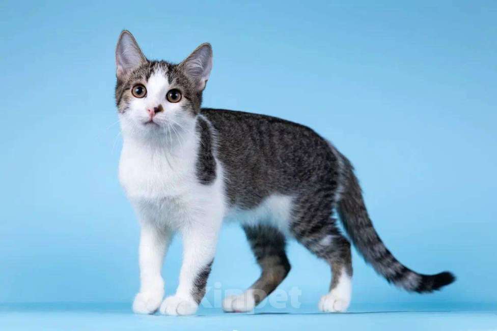 Кошки в Москве: Клёпа в добрые руки. Девочка, Бесплатно - фото 2