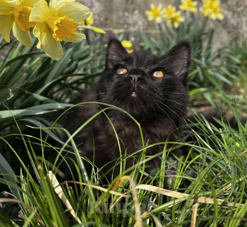 Кошки в Пятигорске: Питомник Affectionate miracle Мальчик, Бесплатно - фото 3