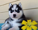 Собаки в Шахте: Хаски Щенки Разных окрасов Разнополые, Бесплатно - фото 1