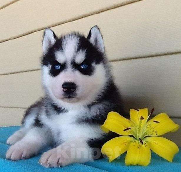 Собаки в Шахте: Хаски Щенки Разных окрасов Разнополые, Бесплатно - фото 1