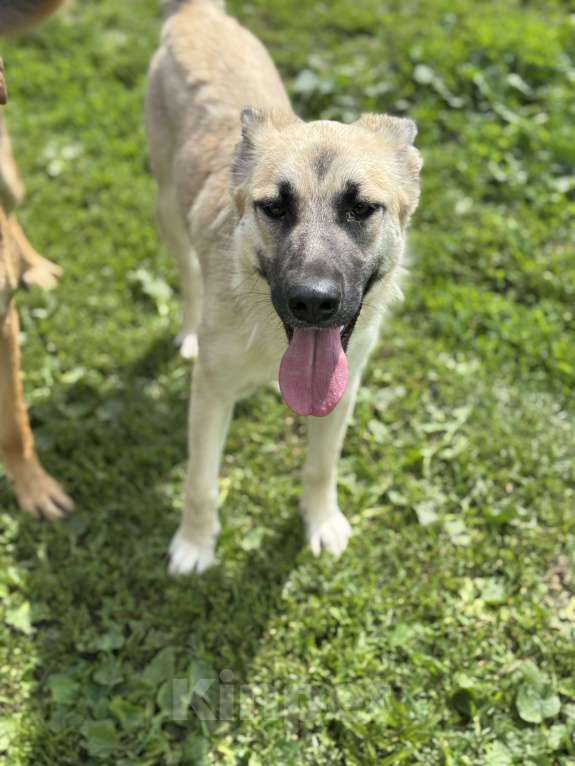 Собаки в Москве: Люсенька ожидает в приюте своих родителей Девочка, Бесплатно - фото 8