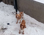 Собаки в Тюмени: Нора Девочка, 1 000 руб. - фото 1