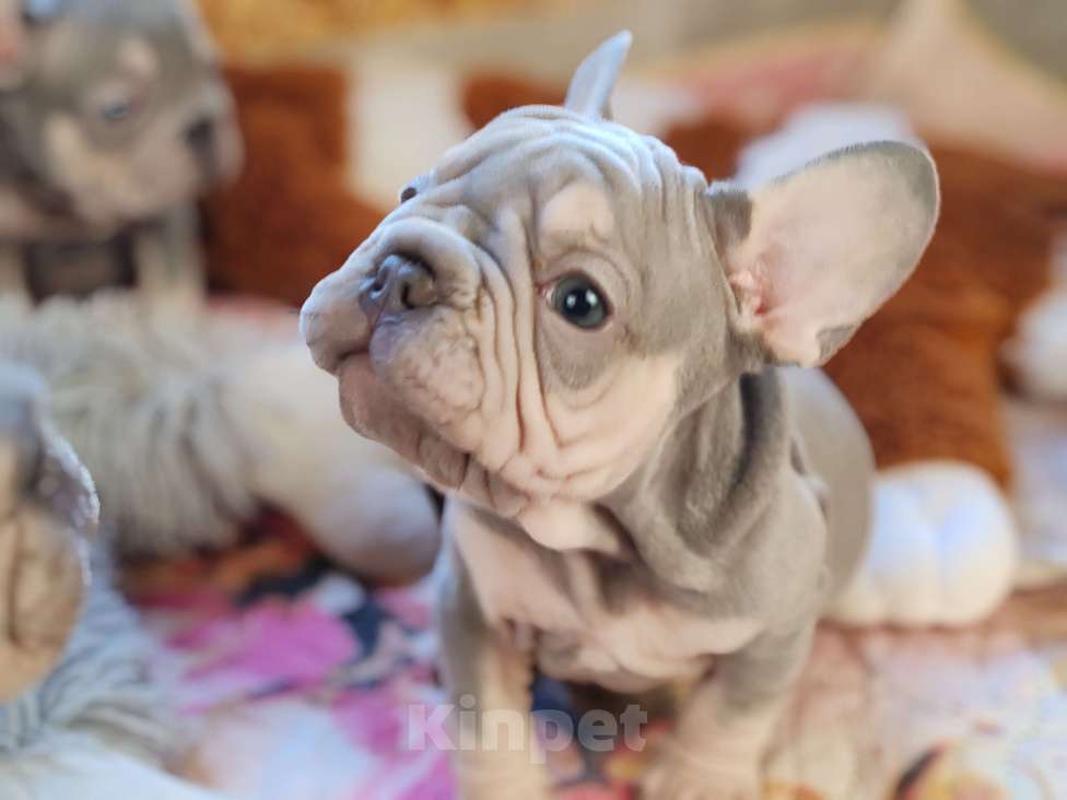 Собаки в Санкт-Петербурге: Бигроп Вельвет лиловый мальчик  Мальчик, 80 000 руб. - фото 8