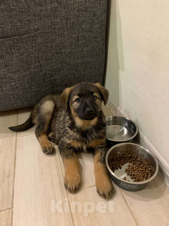 Собаки в Москве: Щенок девочка 2 мес ищет семью Девочка, Бесплатно - фото 7