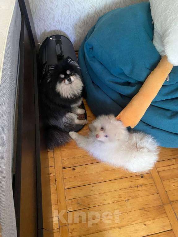 Собаки в Москве: Щенок немецкого шпица Мальчик, 19 000 руб. - фото 3