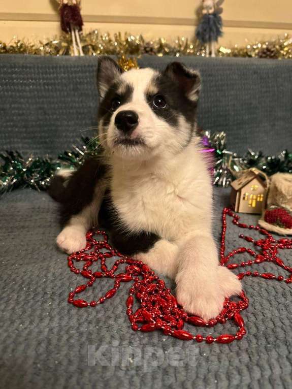 Собаки в Лосином-Петровском: Дейв якутенок лайка Мальчик, Бесплатно - фото 4