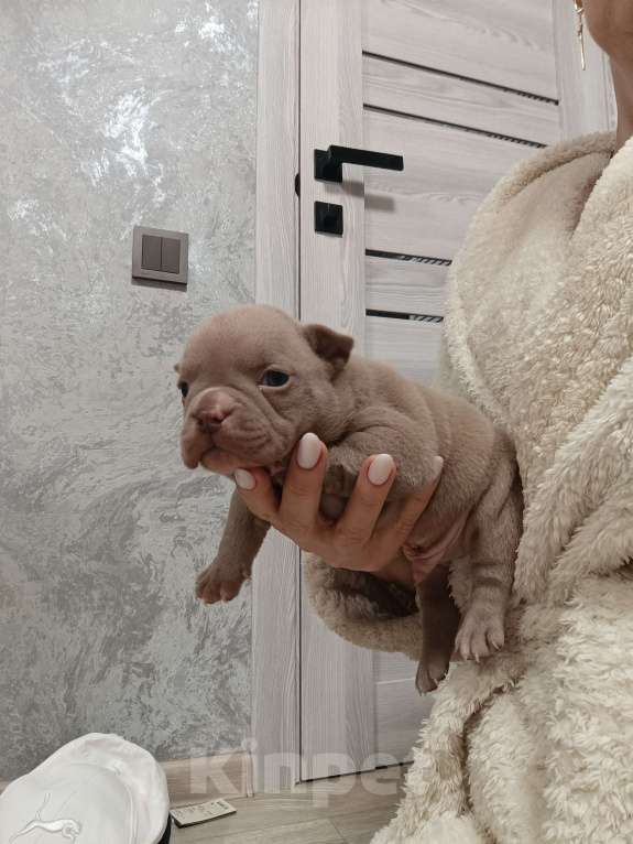 Собаки в Краснодаре: Мальчики американского булли  Мальчик, 80 000 руб. - фото 5