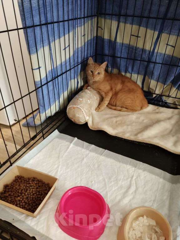 Кошки в Москве: Кошка Рыжка ищет дом Девочка, 10 руб. - фото 8