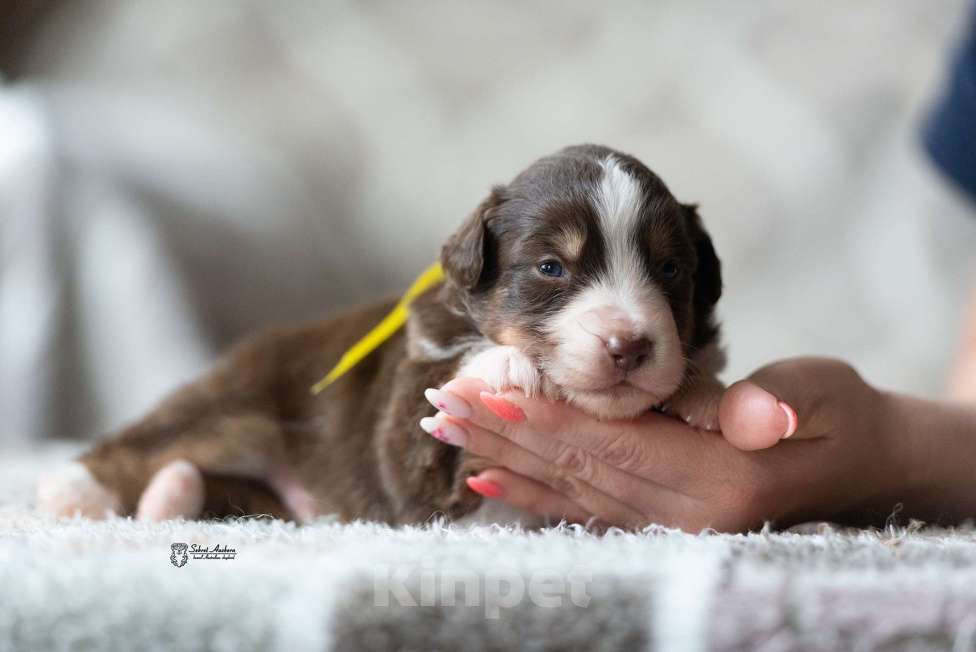 Собаки в Москве: Миниатюрная американская овчарка (мини-аусси) Мальчик, 150 000 руб. - фото 4