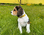 Собаки в Ступино: Элитный щенок Бигль (Годсенд VIP) Девочка, 55 000 руб. - фото 5