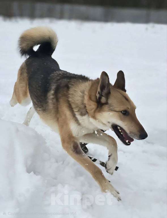 Собаки в Королеве: Лекси! Девочка, Бесплатно - фото 2