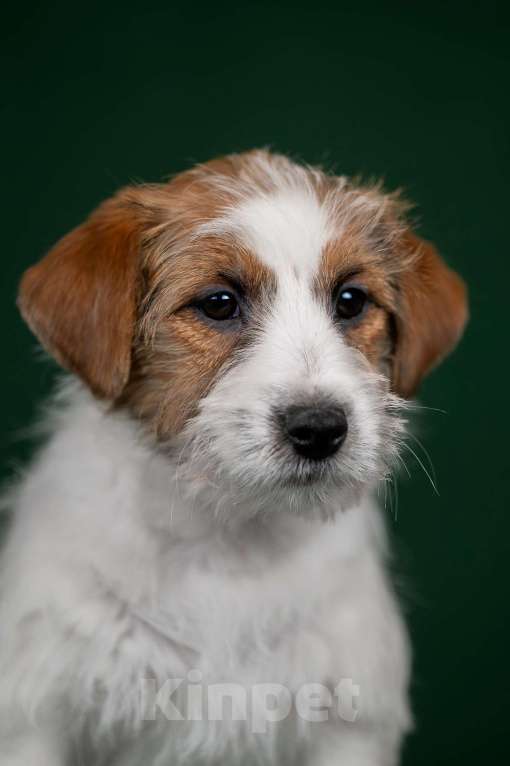 Собаки в Перми: Щенки Джек Рассел терьера Мальчик, 45 000 руб. - фото 3