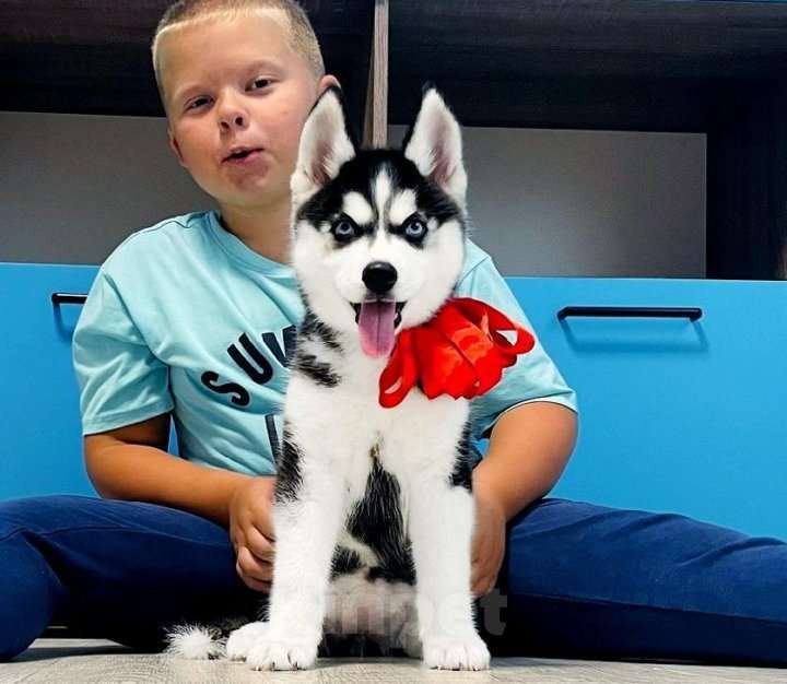 Собаки в Орле: Хаски Щенки Разных окрасов Разнополые, Бесплатно - фото 1