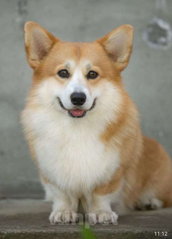 Собаки в Новосибирске: Кобель флаффи в поисках своего хозяина Мальчик, Бесплатно - фото 3