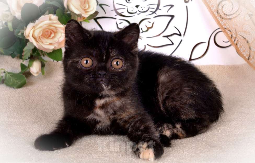 Кошки в Санкт-Петербурге: Британская малышка черепахового окраса (ген.тиккирована) Девочка, 50 000 руб. - фото 2