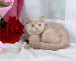 Кошки в Мурином: Британский котенок окраса лиловый черепаховый Девочка, 30 000 руб. - фото 2