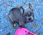Собаки в Ставрополе: Голубоглазые  щенки французского бульдога (серые) Мальчик, Бесплатно - фото 3